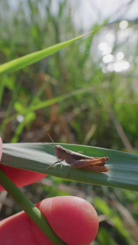 Human Finger Supporting Grasshopper on Green Leaf in Sunny Field Stockbeeldmateriaal 345160007