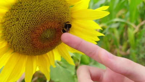 Human finger touching bumblebee on sunflower flower. Close interaction between Video stock 341334028