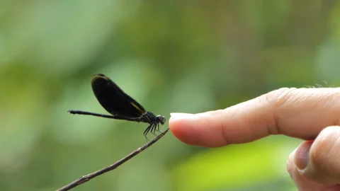 Human finger touching dragonfly. Stock Footage 146756174