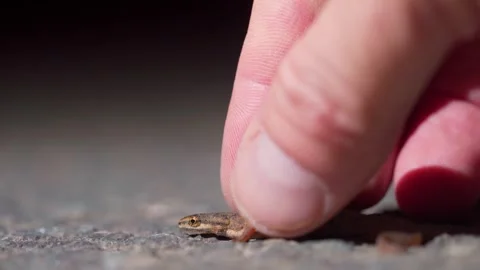 Human Fingers Gently Lifting Small Newt From Asphalt Road During Migration Stock Footage 333225934