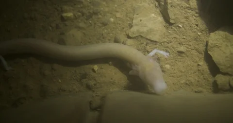 Human fish in a cave 動画素材 93081713