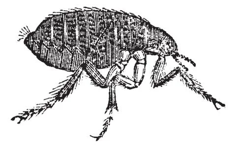 Human flea or Pulex irritans vintage engraving Stock Illustration