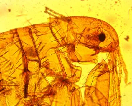 Human flea (Pulex irritans) - permanent slide plate under high magnification Stock Photos
