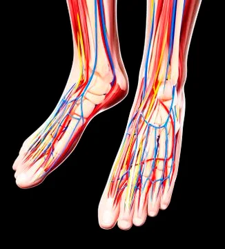 Human foot anatomy, artwork Stock Illustration