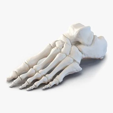 Human Foot Bones 3D Model
