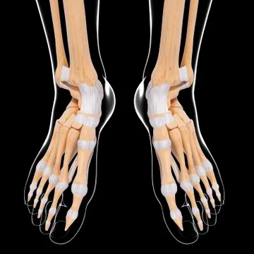 Human foot bones, artwork Stock Illustration