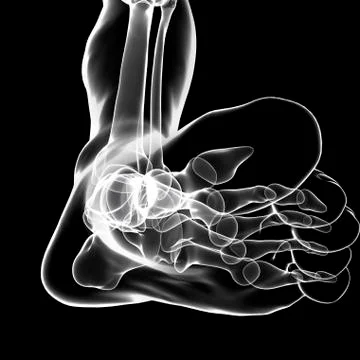 Human foot bones, artwork Stock Illustration