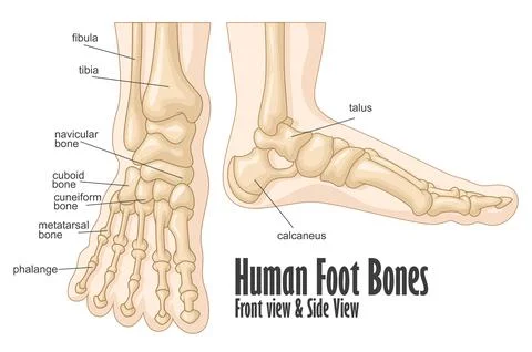 Human foot bones front and side view anatomy, Vector Illustration Stock Illustration
