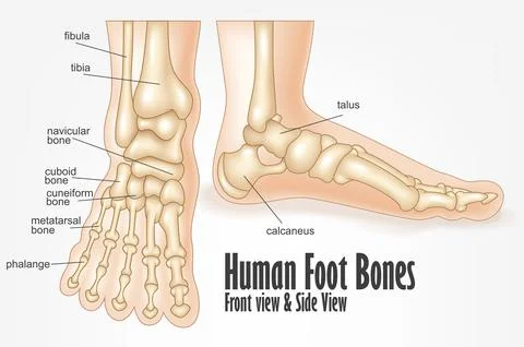 Human Foot Bones Front And Side View Anatomy, Vector Illustration Stock Illustration