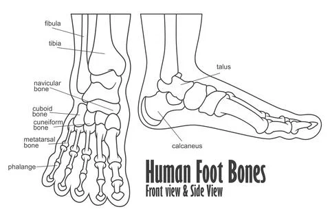 Human Foot Bones Front And Side View Anatomy, Vector Illustration Stock Illustration
