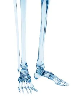 Human foot bones, illustration Stock Illustration