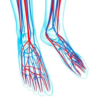 Human foot cardiovascular system, artwork Stock Illustration