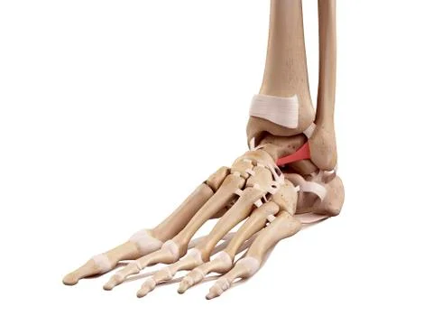 Human foot ligaments Stock Illustration