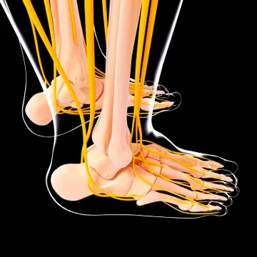 Human foot nervous system, artwork イラスト素材