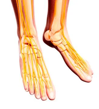 Human foot nervous system, artwork イラスト素材