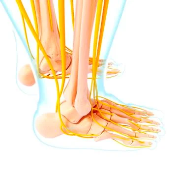 Human foot nervous system, artwork イラスト素材
