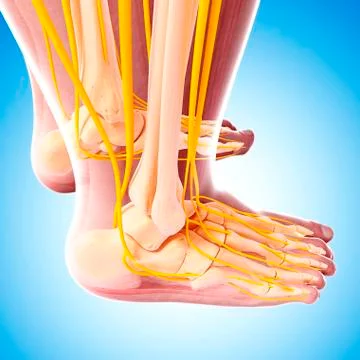 Human foot nervous system, artwork イラスト素材