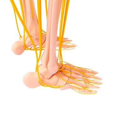 Human foot nervous system, artwork イラスト素材