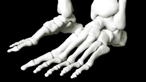 Human foot skeleton Stock Illustration