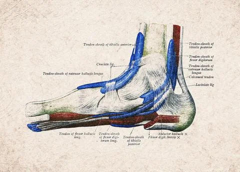 Human Foot Tendon Sheaths And Retinacula Vintage Anatomy Illustration Stock Illustration