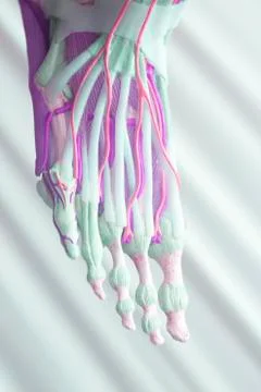 Human foot toes model Stock Photos