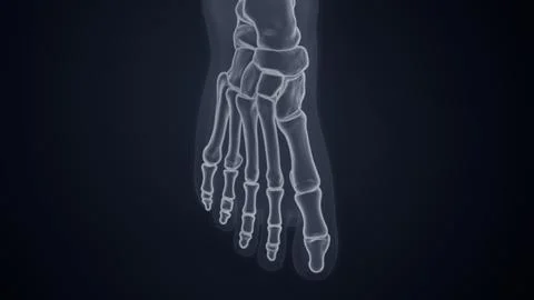 The human foot X-ray of 3D illustration Stock Illustration