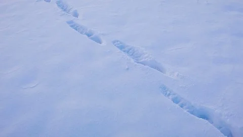 Human footprints in the snow Video stock 81050772