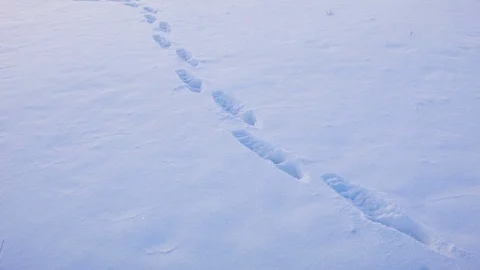 Human footprints in the snow Stockbeeldmateriaal 81050873