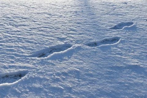 Human footprints in the snow. Stock Photos