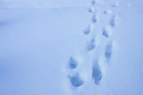 Human footprints in the snow. Stock Photos