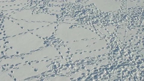 Human footprints in the snow under sunset view, slow hovering movement. Stock Footage 232869393