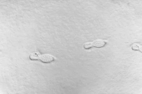 Human footprints on the snow, winter path Stock Photos