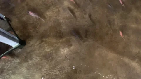 Human footsteps in clear water surrounded by Garra rufa fish. Stock Footage 345496246