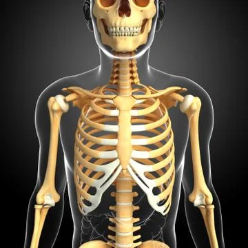 Human front view skeleton Stock Illustration