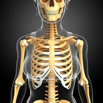 Human front view skeleton Stock Illustration
