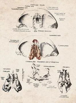 Human Frontal And Ethmoid Bones Vintage Anatomy Illustration Stockillustratie