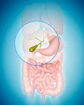 Human gall bladder, illustration Stock Illustration