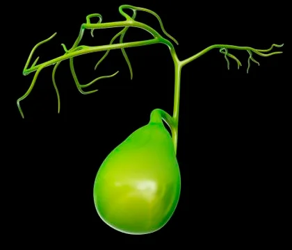 Human gall bladder, illustration Stock Illustration
