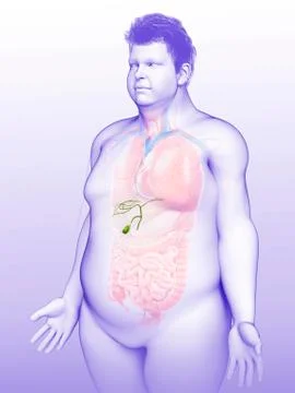 Human gall bladder, illustration Stock Illustration