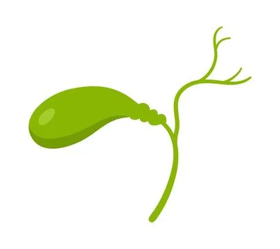 Human gallbladder cartoon stylized vector illustration anatomical body organ Stock Illustration