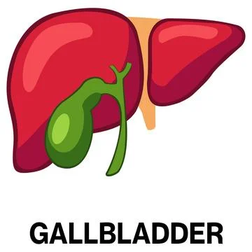 Human gallbladder vector icon Illustrazione stock
