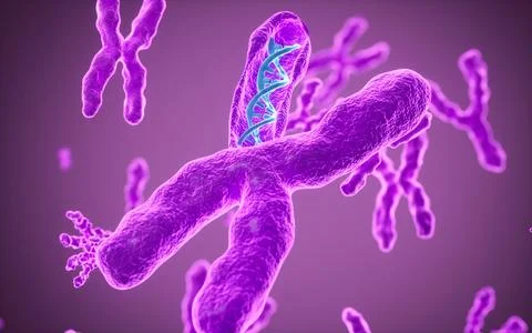 Human genes and chromosomes, 3d rendering. Stockillustratie