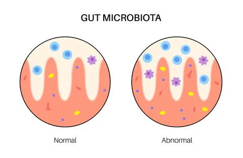 Human gut microbiota Stock Illustration