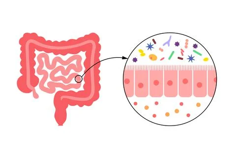 Human gut microbiota Stock Illustration
