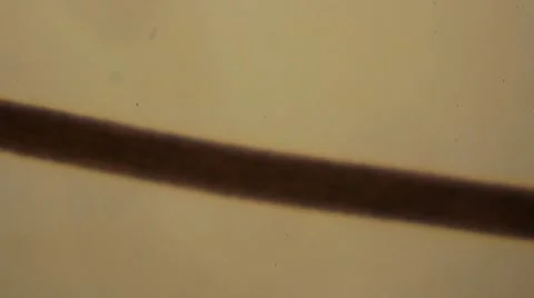 Human Hair Stock Footage 6531232