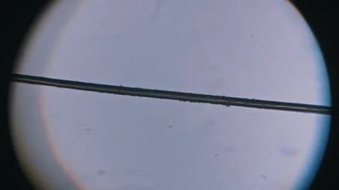 Human Hair Strand Under Microscope Static View Stock Footage 320242646