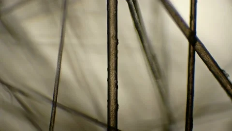 Human hair under a microscope Stock Footage 99007188