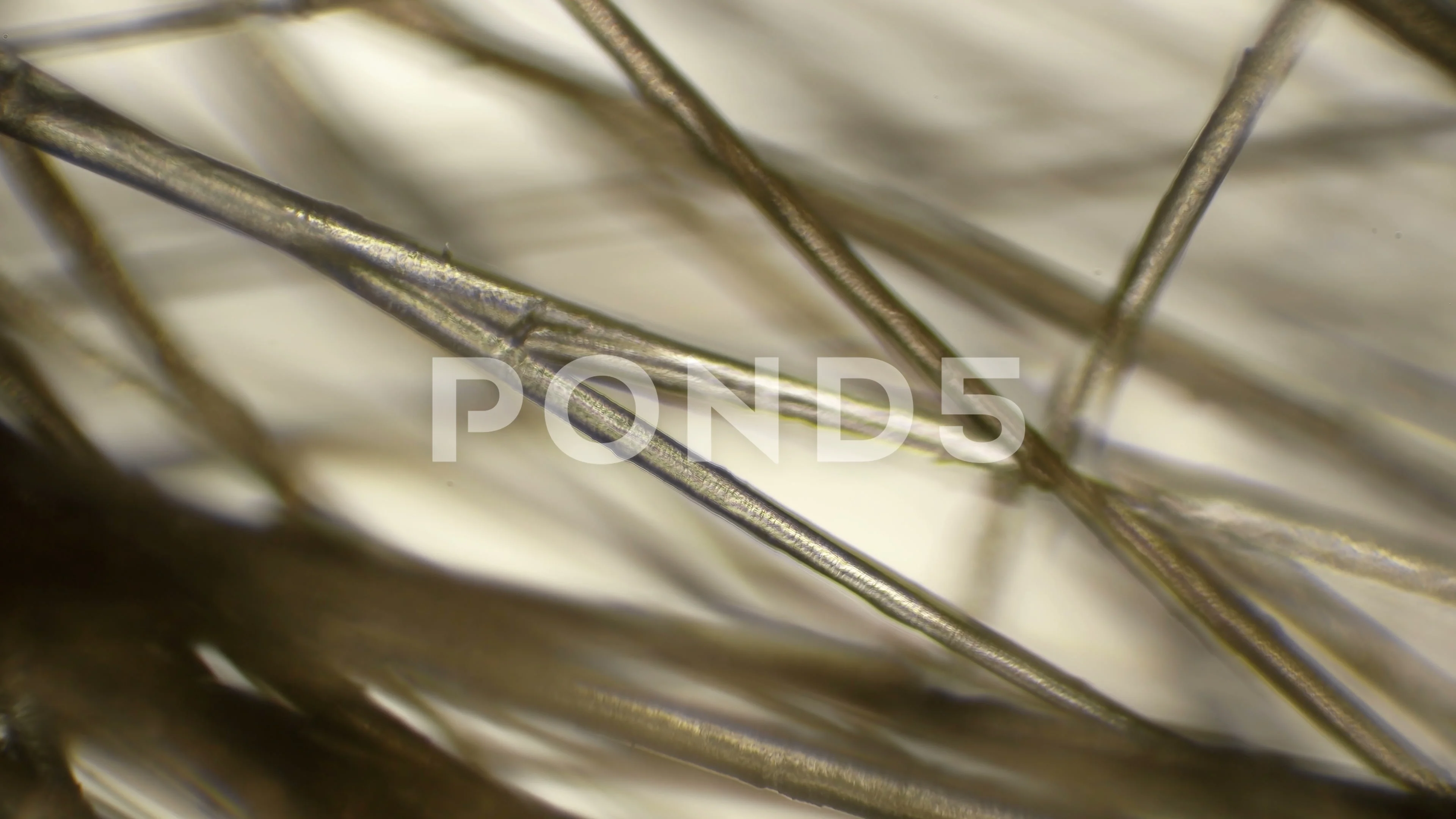 Knotted human hair under microscope  rDamnthatsinteresting