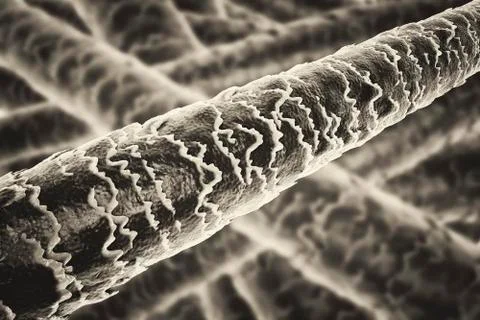 Human hair under microscope Stock Illustration
