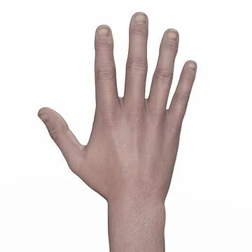 A human hand, 3D illustration Stock Illustration